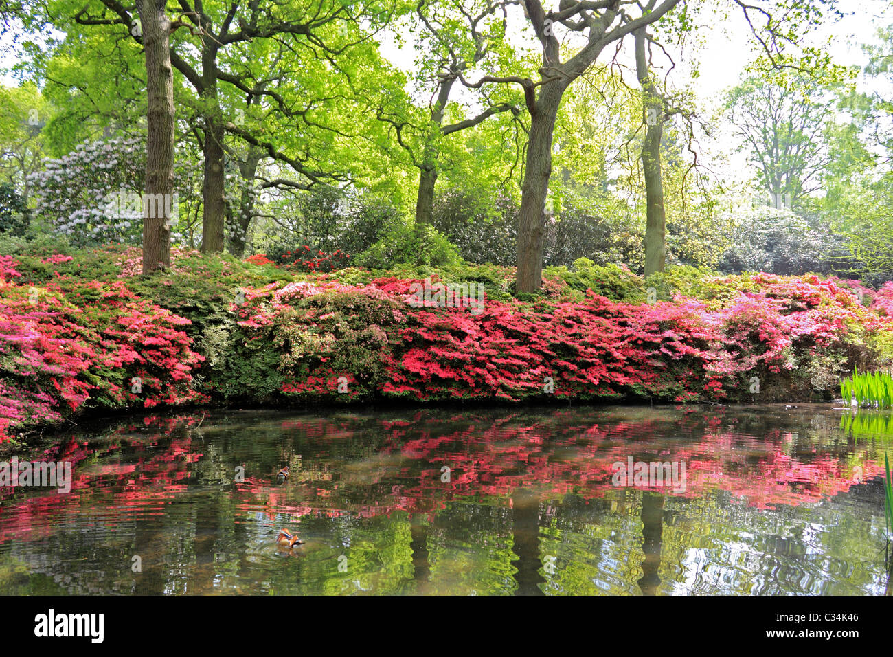 Spring flowers in Isabella Plantation, Richmond Park Surrey England UK Stock Photo