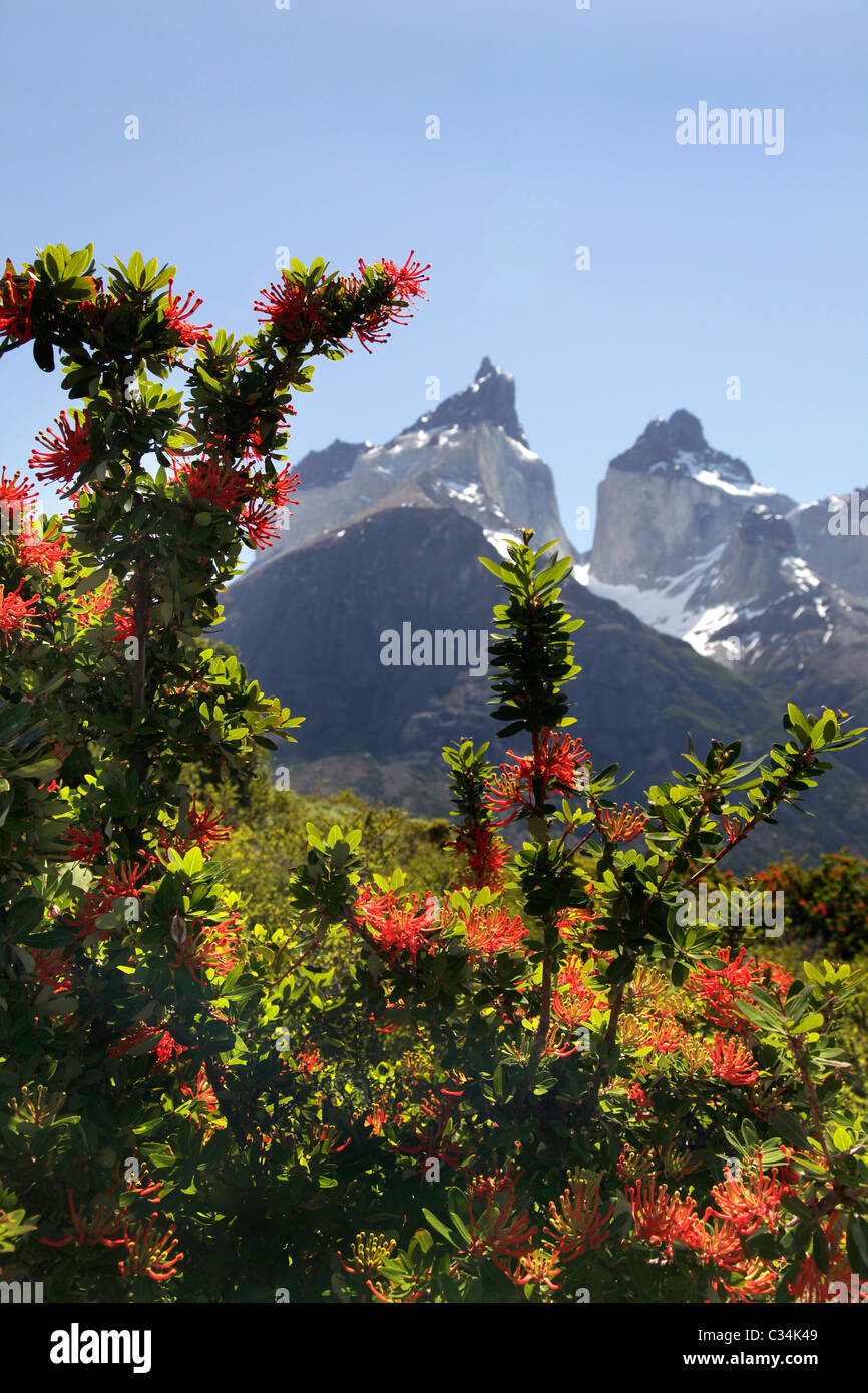 Views in Torres del Paine, Patagonia, Chile, South America. Stock Photo