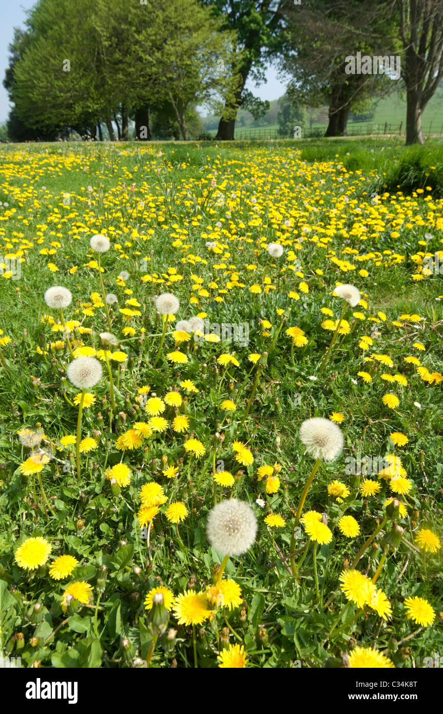 Dandelions uk field hi-res stock photography and images - Alamy
