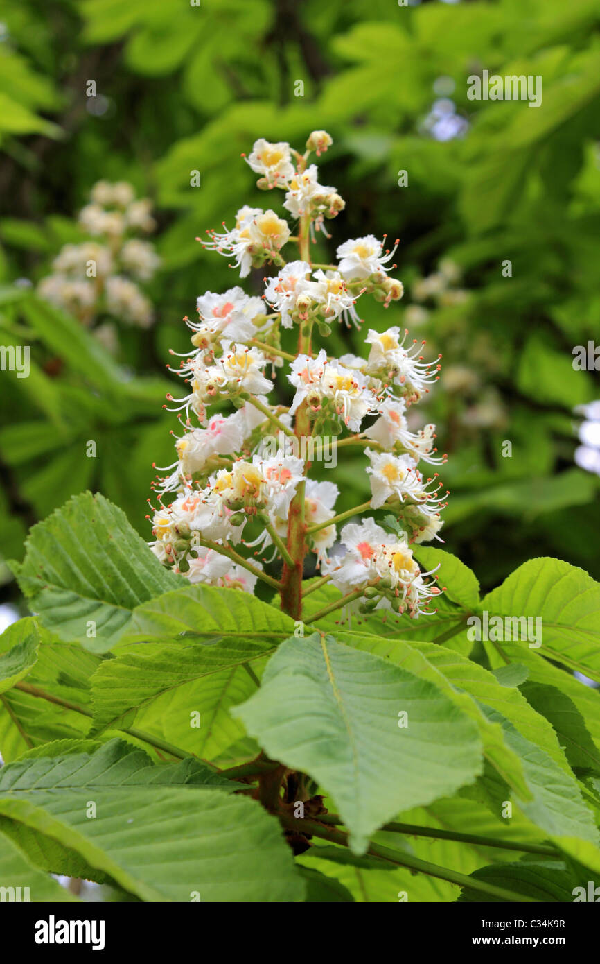 Spring flowers in Isabella Plantation, Richmond Park Surrey England UK