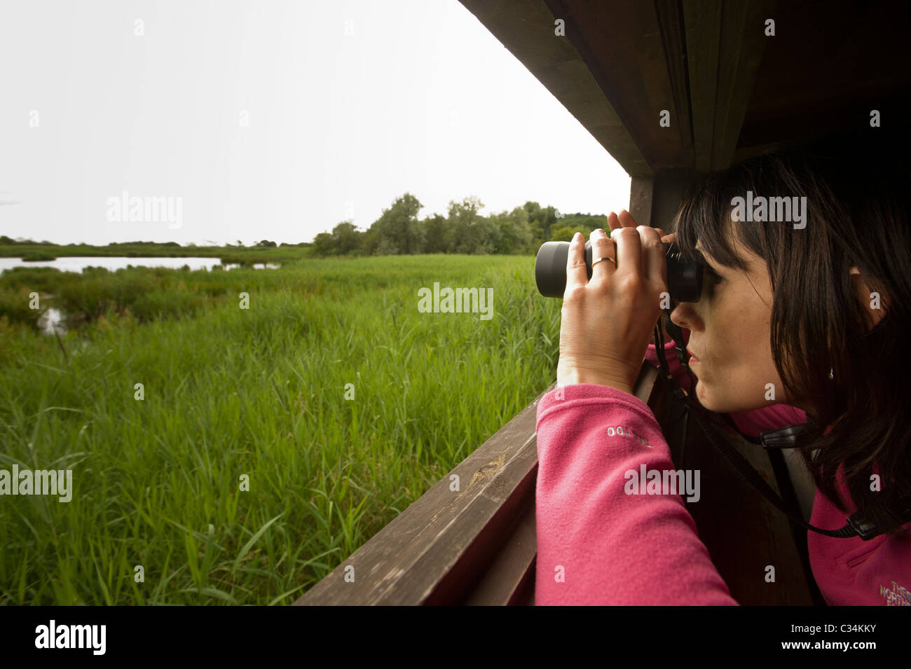 Caucasian female looking through binoculars, out of a hatch in a bird watching hide, Leighton Moss, UK. Stock Photo