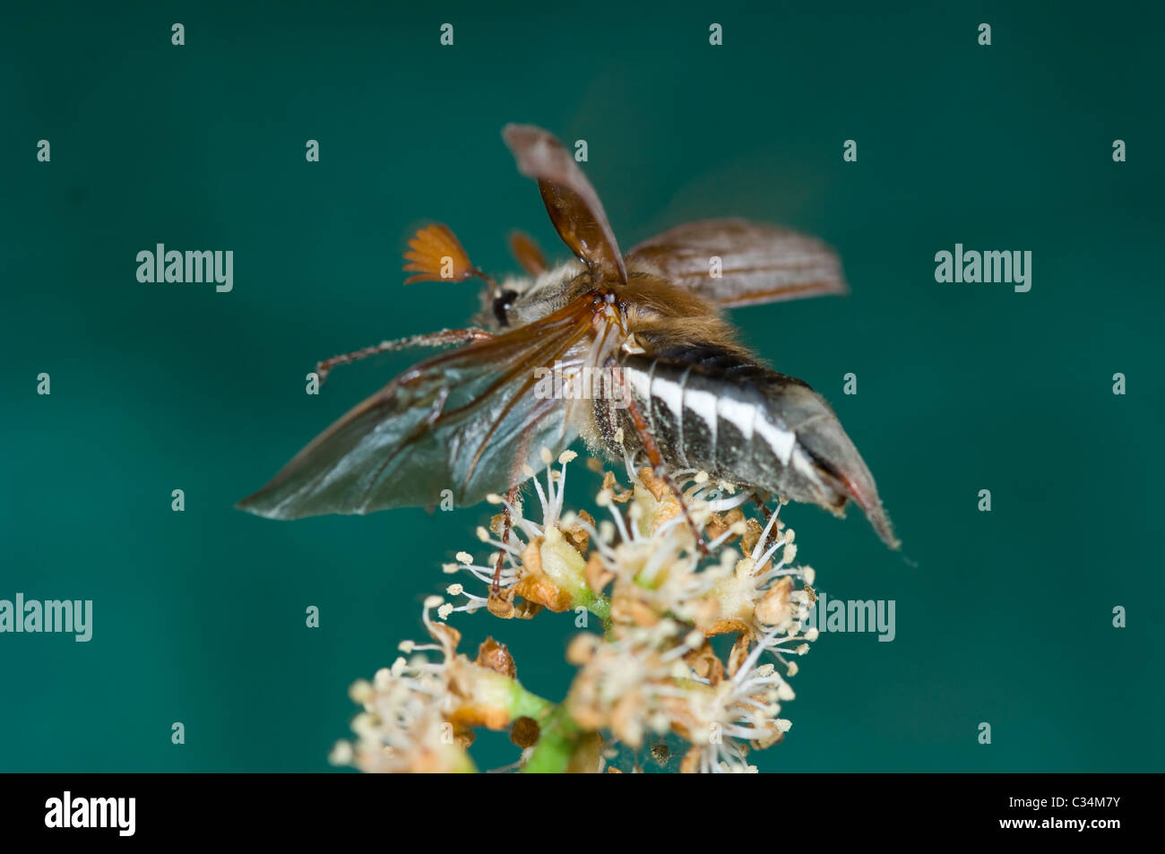 Maybug taking off (Melolontha melolontha), Hampshire, UK Stock Photo