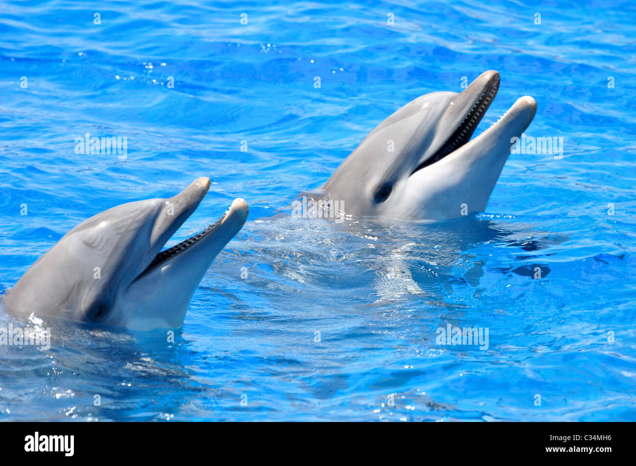 Two dolphins Stock Photo