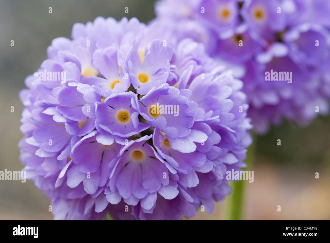 Purple Primula Candelabra Stock Photo