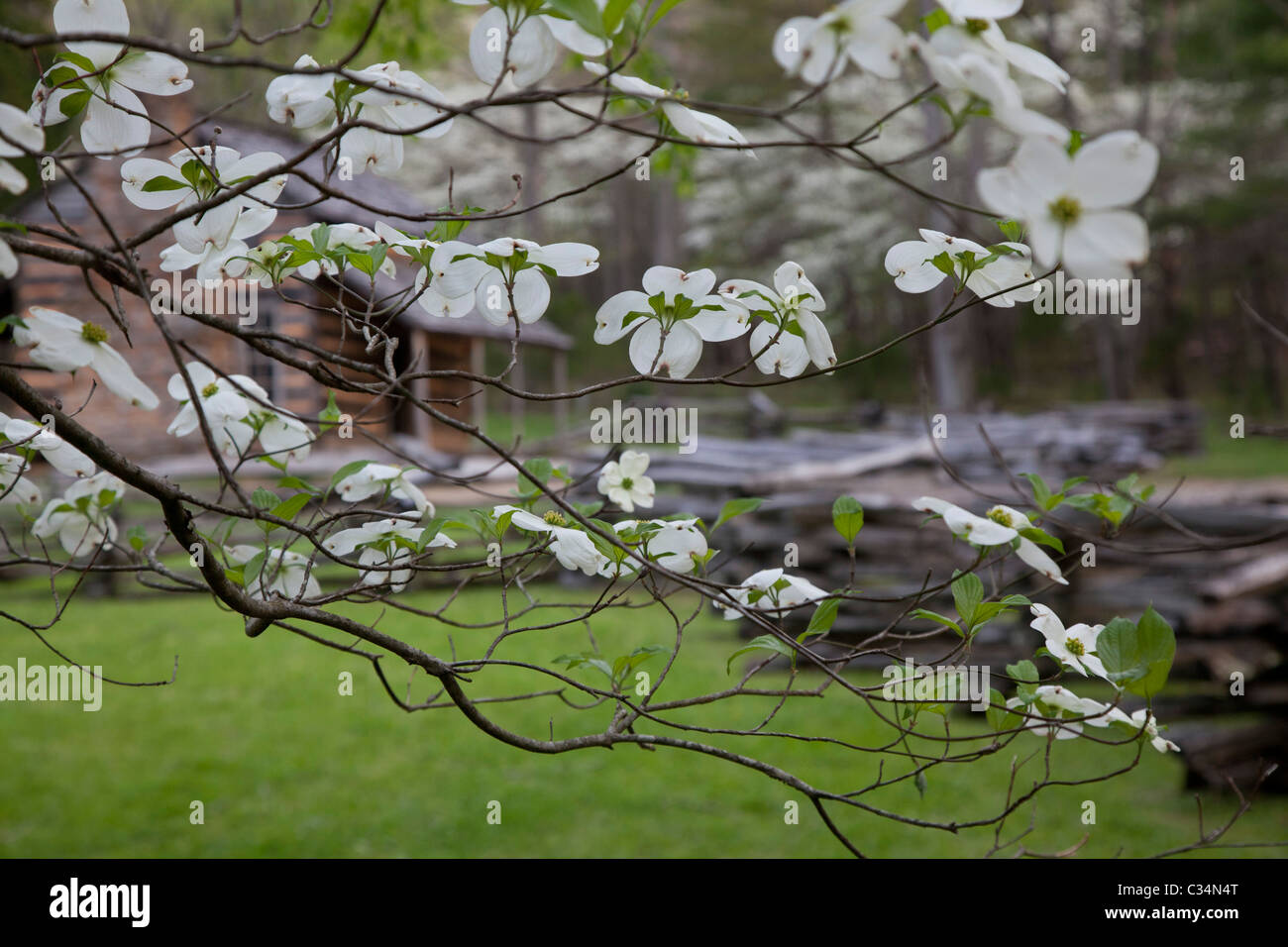 Great Smoky Mountains National Park, Tennessee - Dogwood blooming at the John Oliver Place in Cades Cove. Stock Photo