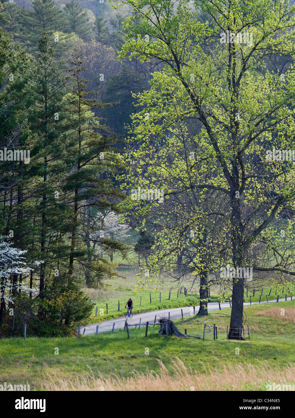 Great Smoky Mountains National Park, Tennessee - A bicycle rider on a road in Cades Cove. Stock Photo