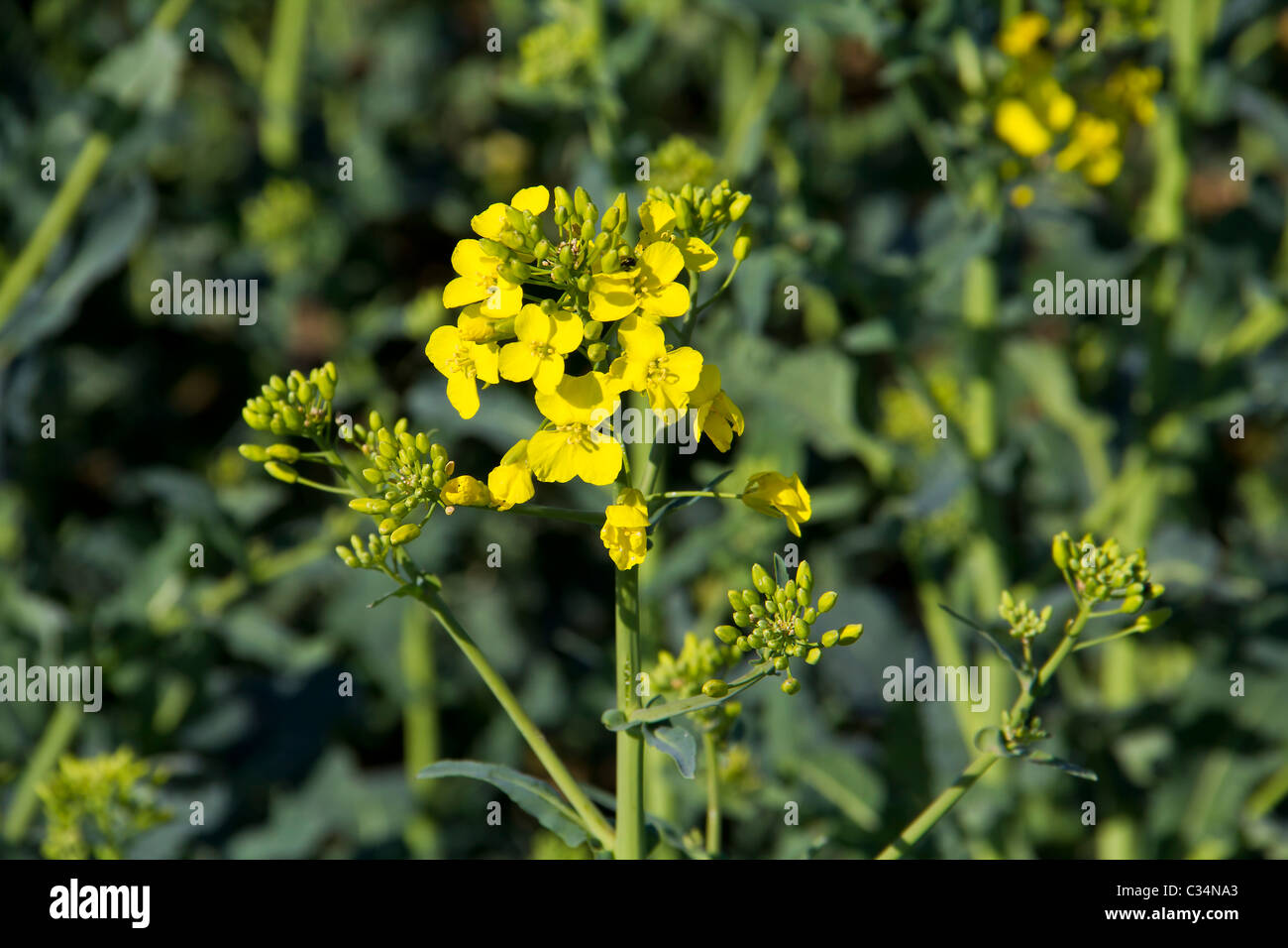 Despite its bad reputation its actually a very nice little flower Stock Photo