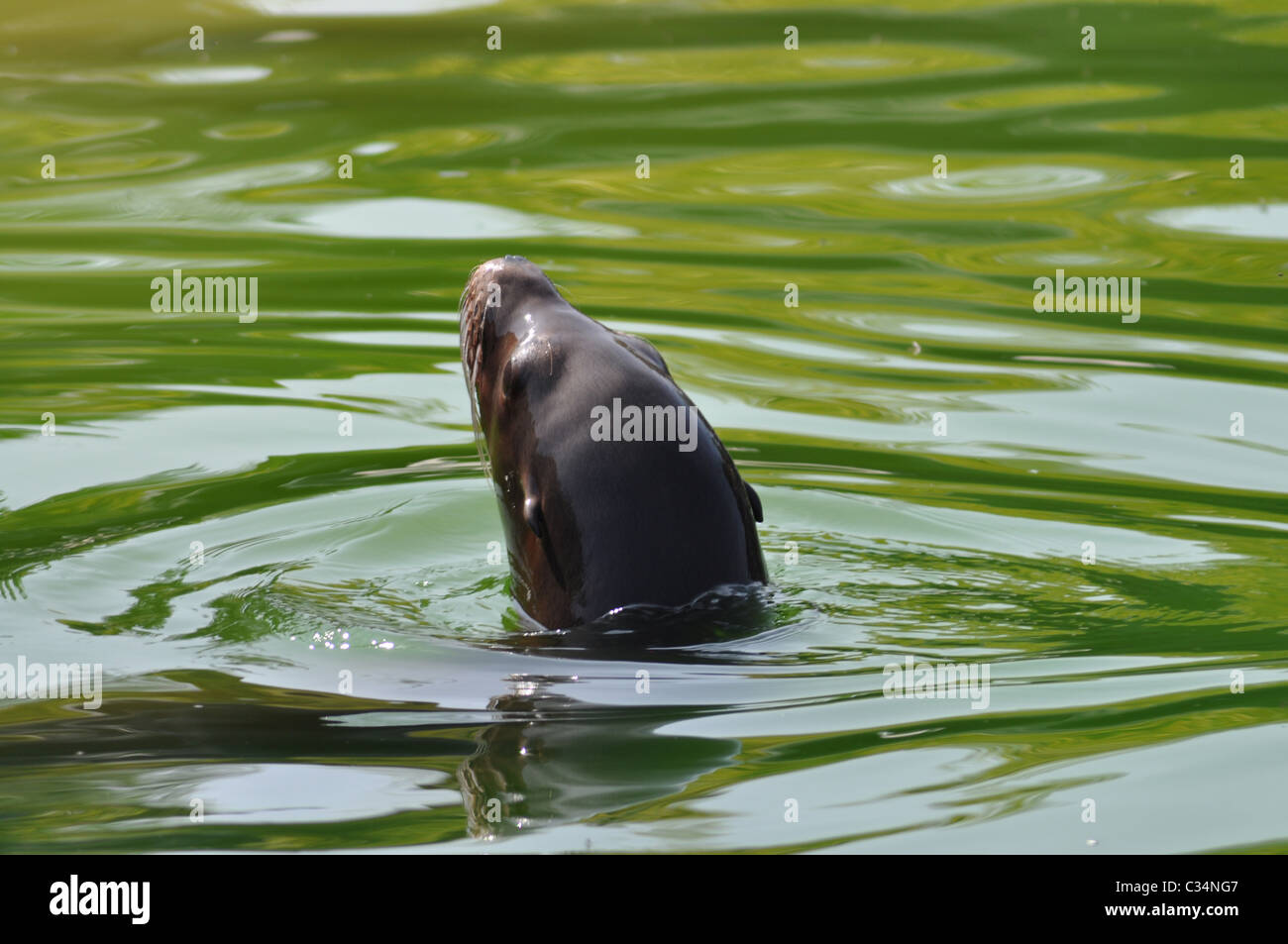 Sealion sea lion in green water swimming Stock Photo