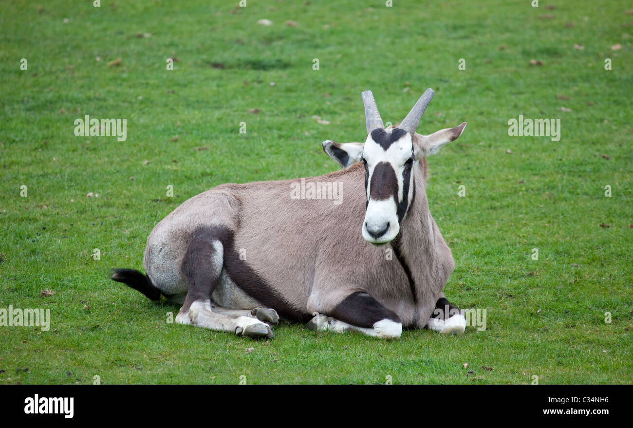 A landscape view of a Gemsbok sitting on the grass Stock Photo
