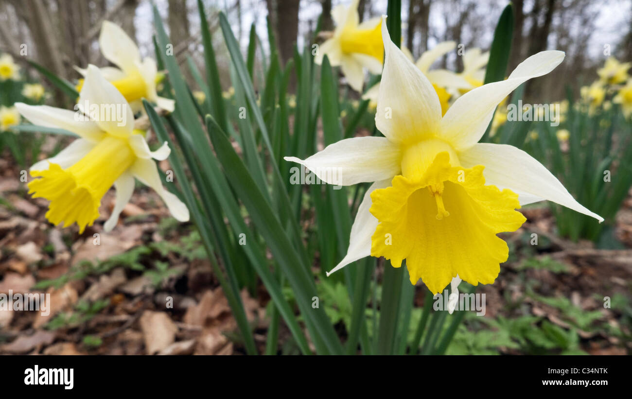 Native British wild Daffodil Stock Photo Alamy