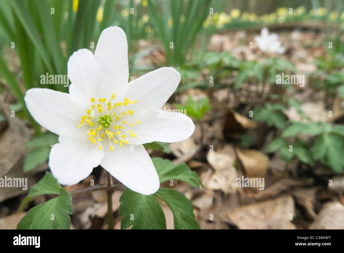 Wood anemone Stock Photo Alamy