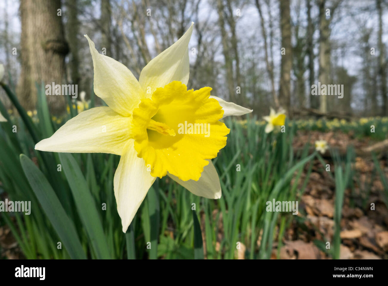 Native British wild Daffodil Stock Photo Alamy