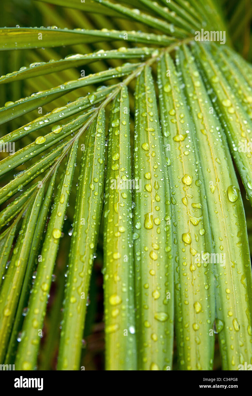 Palm leaves with rain drops on them Stock Photo - Alamy