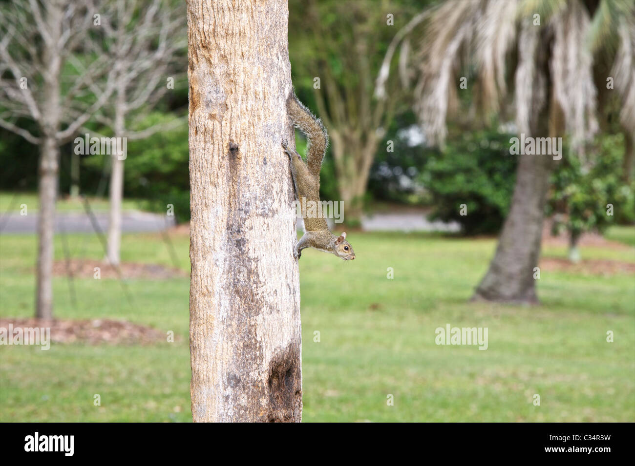 An Eastern Gray Squirrel (Sciurus carolinensis) is in an alert position on the trunk of a palm tree. Stock Photo