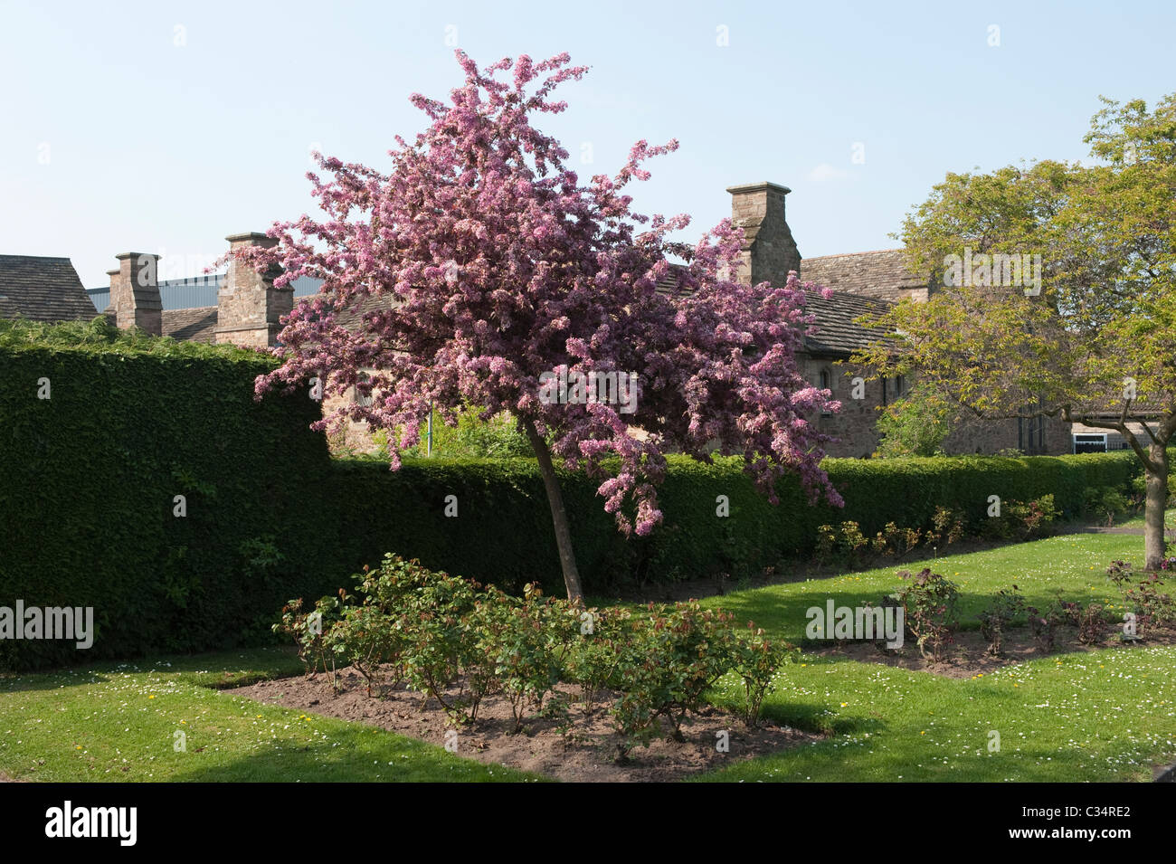 Cherry blossom in the Blackfriars Rose Garden in Hereford Stock Photo