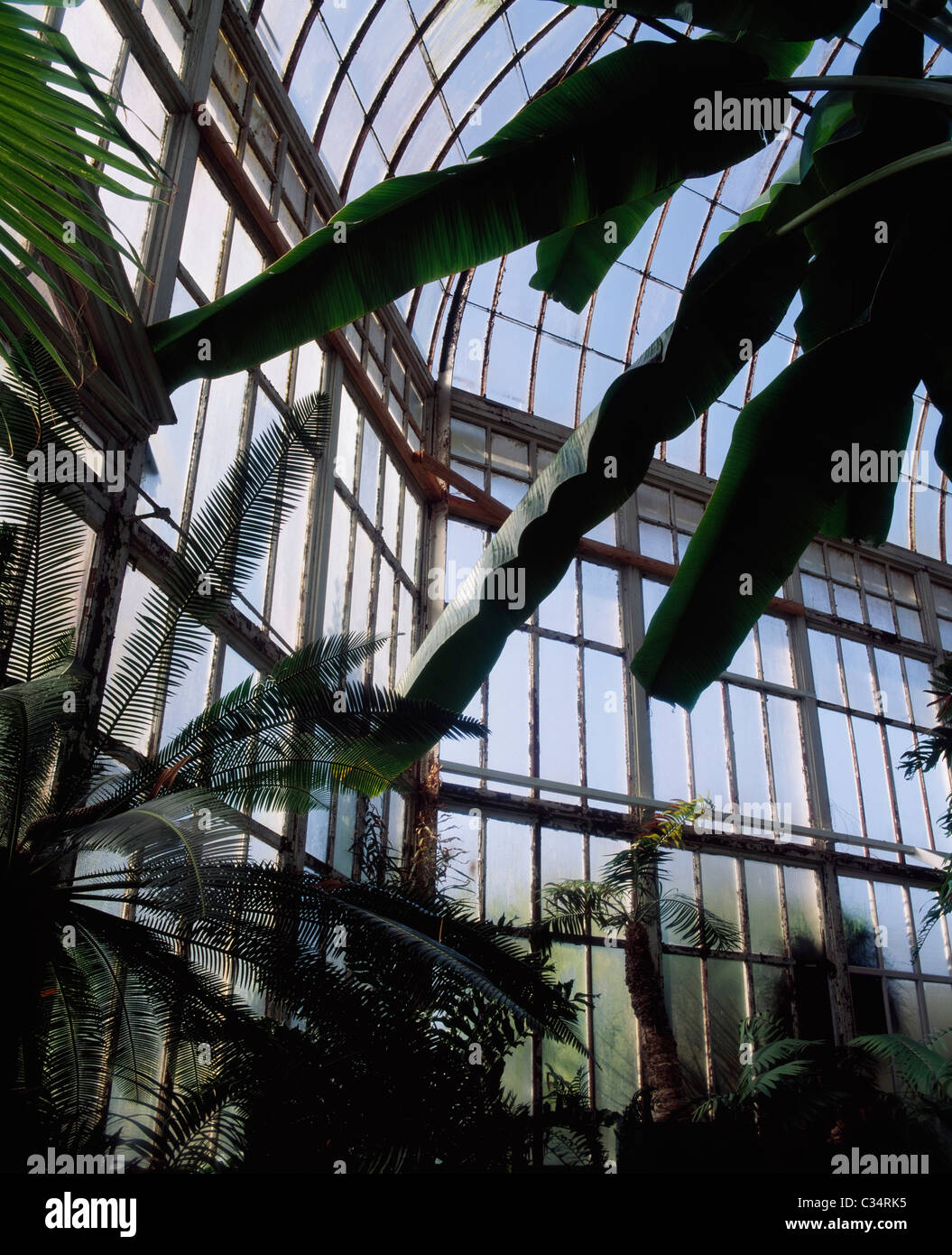 Glasnevin,Dublin,Co Dublin,Ireland;Interior Of The Palm House In The Botanical Gardens Stock Photo
