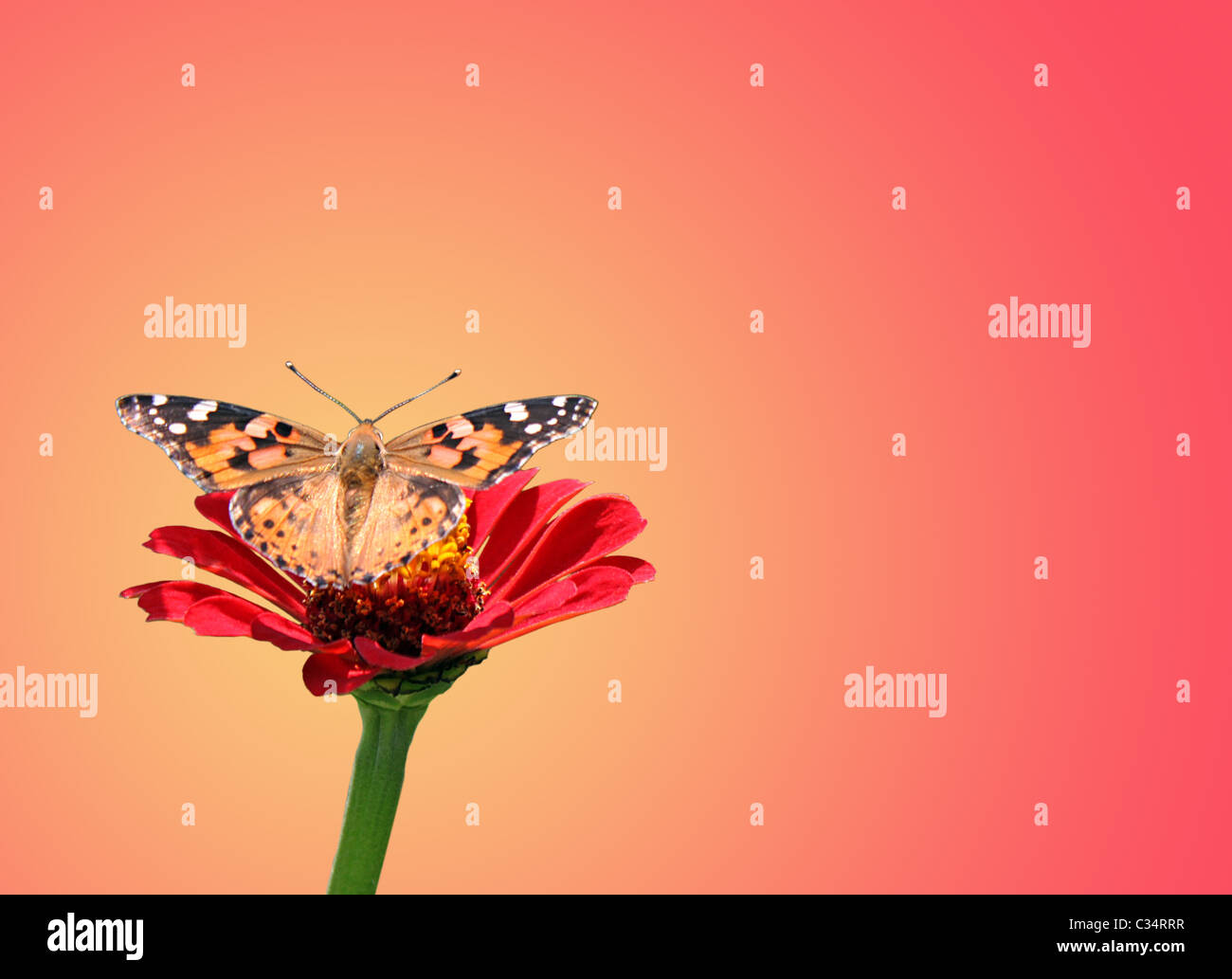 butterfly (Painted Lady) on flower (zinnia) Stock Photo