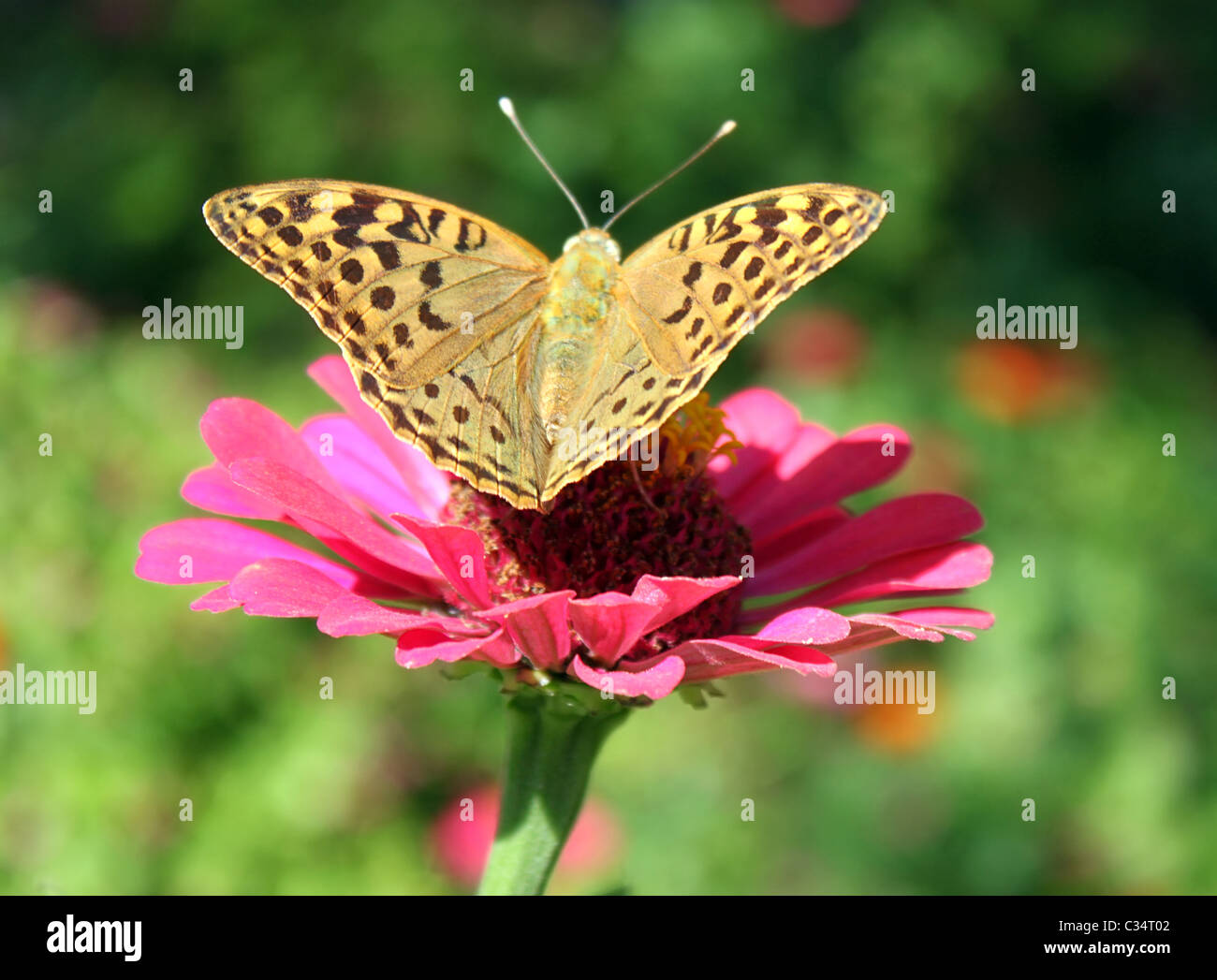 butterfly (Silver-washed Fritillary) sitting on flower (zinnia) Stock Photo