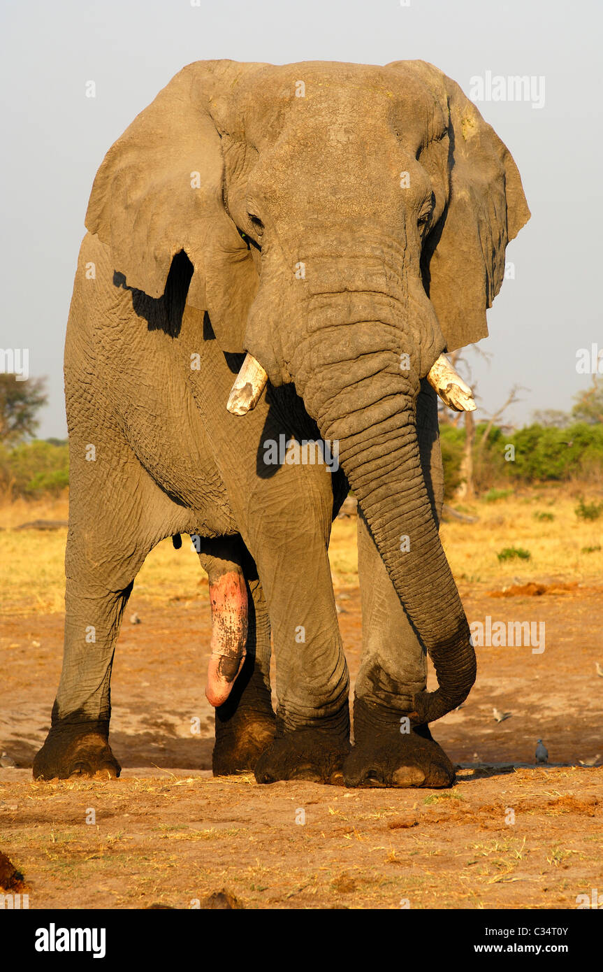 Front shot of an adult African Elephant bull with erected penis, Savuti  National Park, Botswana Stock Photo - Alamy