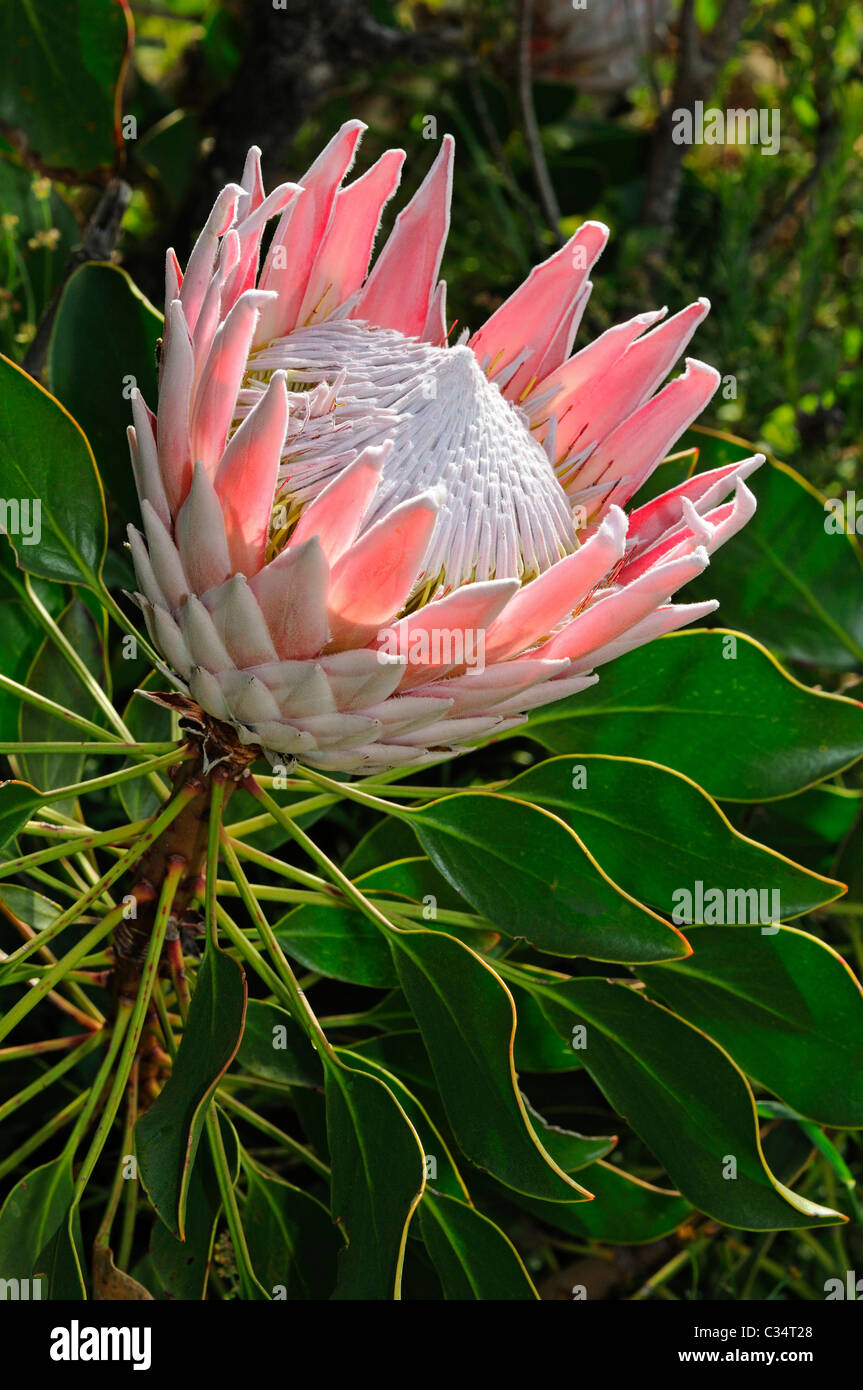 King Protea, Protea cynaroides, Cape Point Nature Reserve, Western Cape Province, South Africa Stock Photo