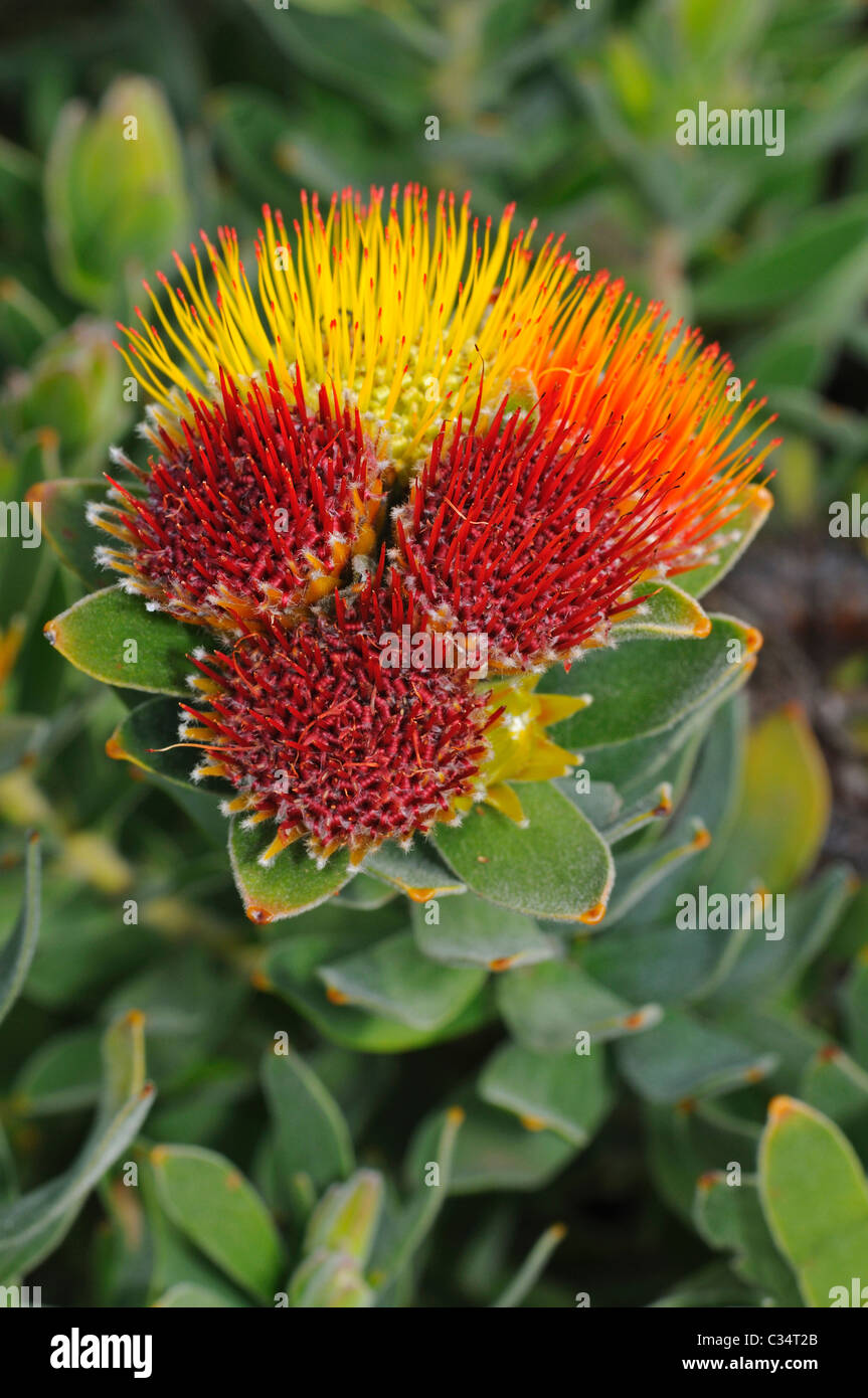 Tufted pincushion, Leucospermum oleifolium, Proteaceae, Western Cape Province, South Africa Stock Photo