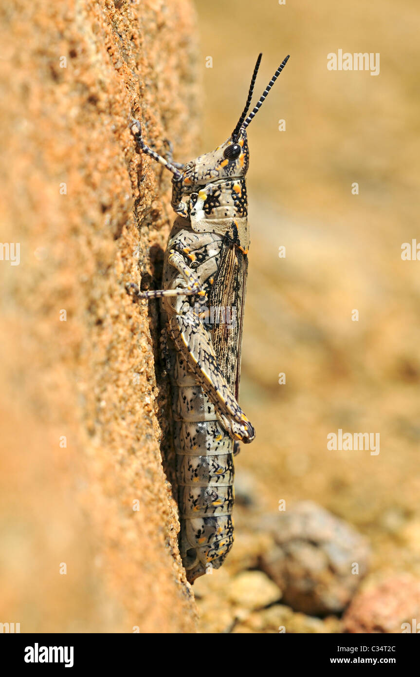 Ochrophlebia, foam grasshopper, Pyrgomorphidae, Goegap Nature Reserve, Namaqualand, South Africa Stock Photo