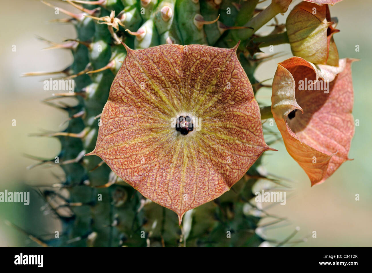 flowering-hoodia-juttae-succulent-nursery-vanrhynsdorp-western-cape