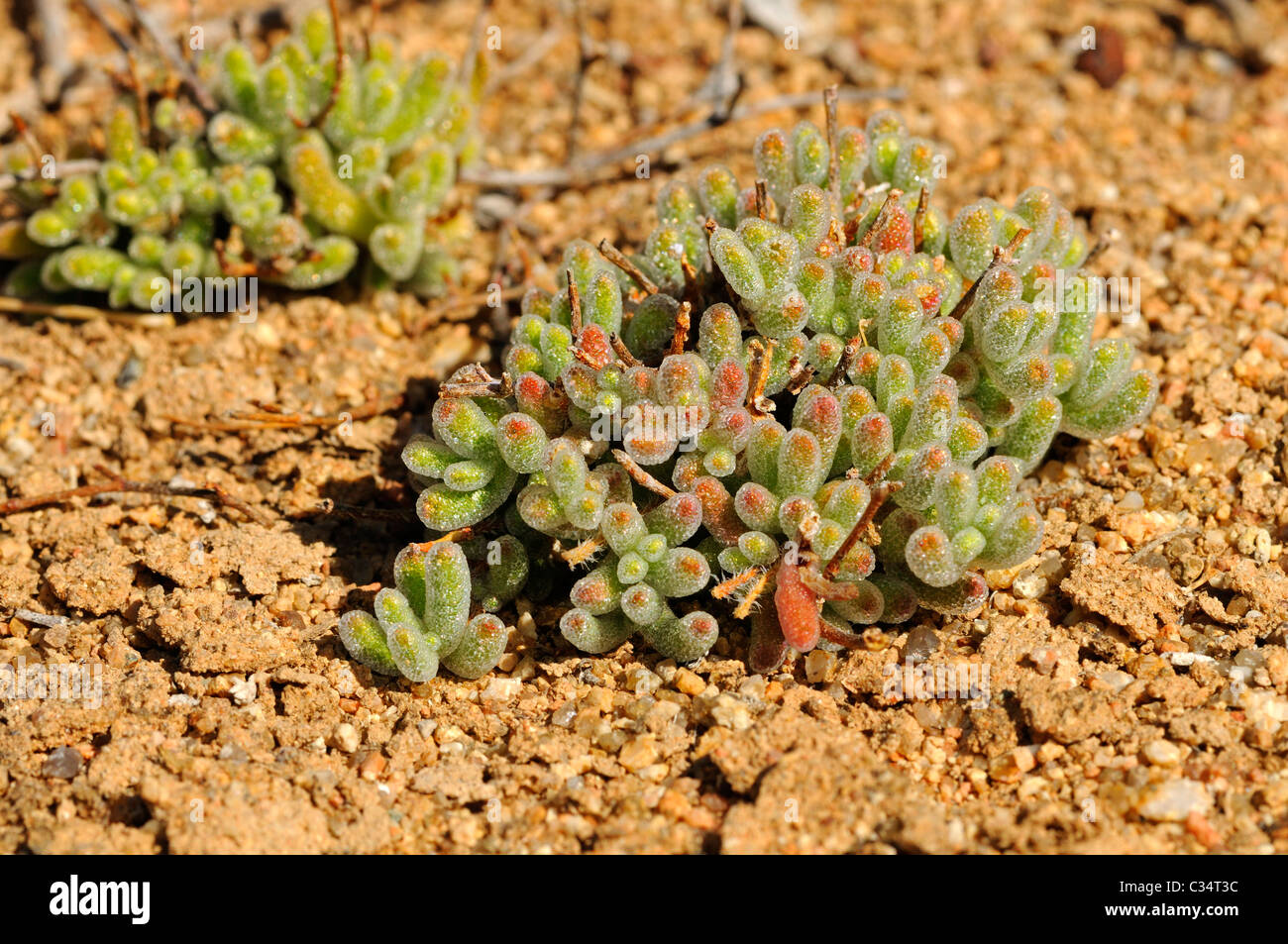 Drosanthemum hispidum in habitat, Mesembs, Namaqualand, South Africa, Goegap Nature Reserve, Namaqualand, South Africa Stock Photo