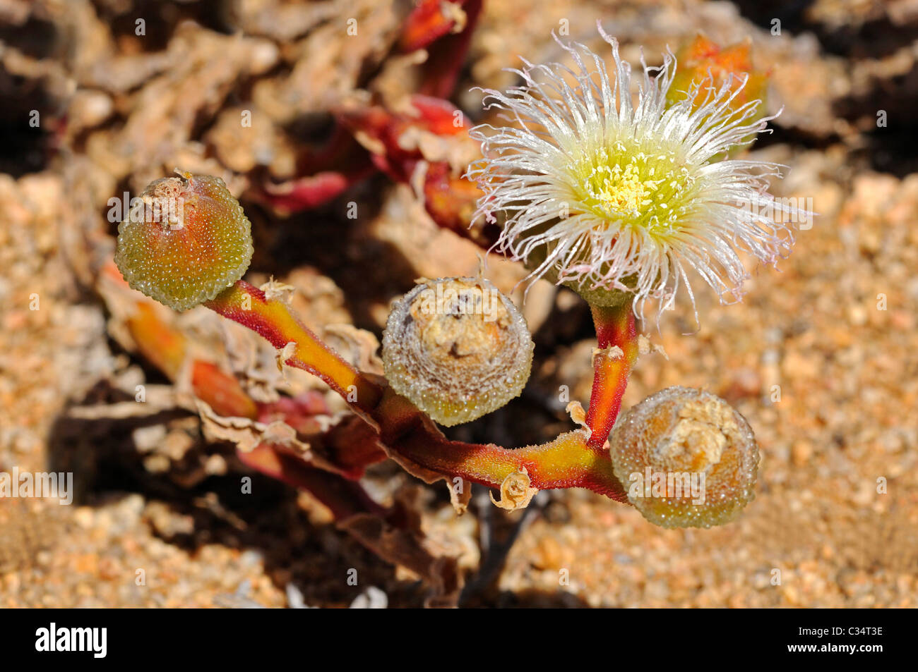 Blooming Mesmbryanthemum sp. in habitat, ice plant, Aizoaceae, Mesembs, Goegap Nature Reserve, Namaqualand, South Africa Stock Photo