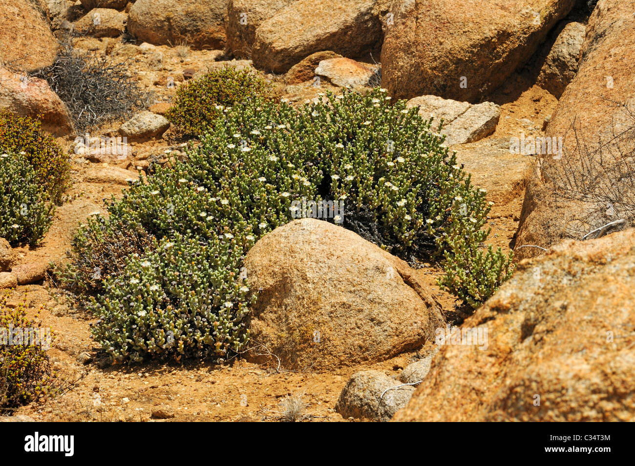 Blooming Polymita albiflor shrub in habitat, Aizoaceae, Mesembs, Goegap Nature Reserve, Namaqualand, South Africa Stock Photo