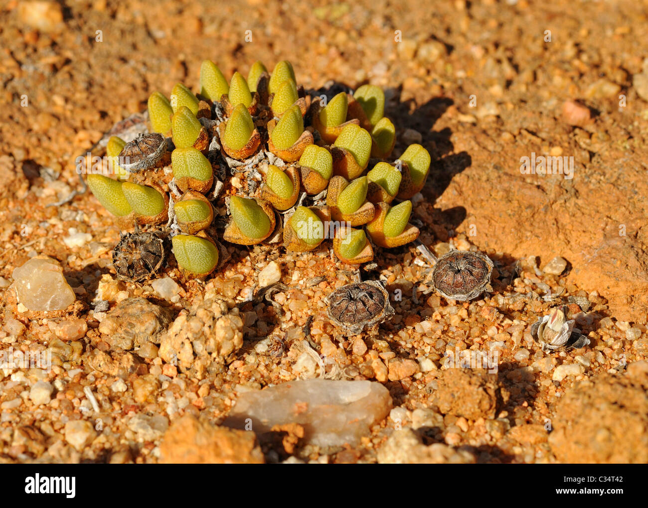 Cheiridopsis sp. in habitat, cushion forming dwarf form, Mesembs, Aizoaceae, Goegap Nature Reserve, Namaqualand, South Africa Stock Photo