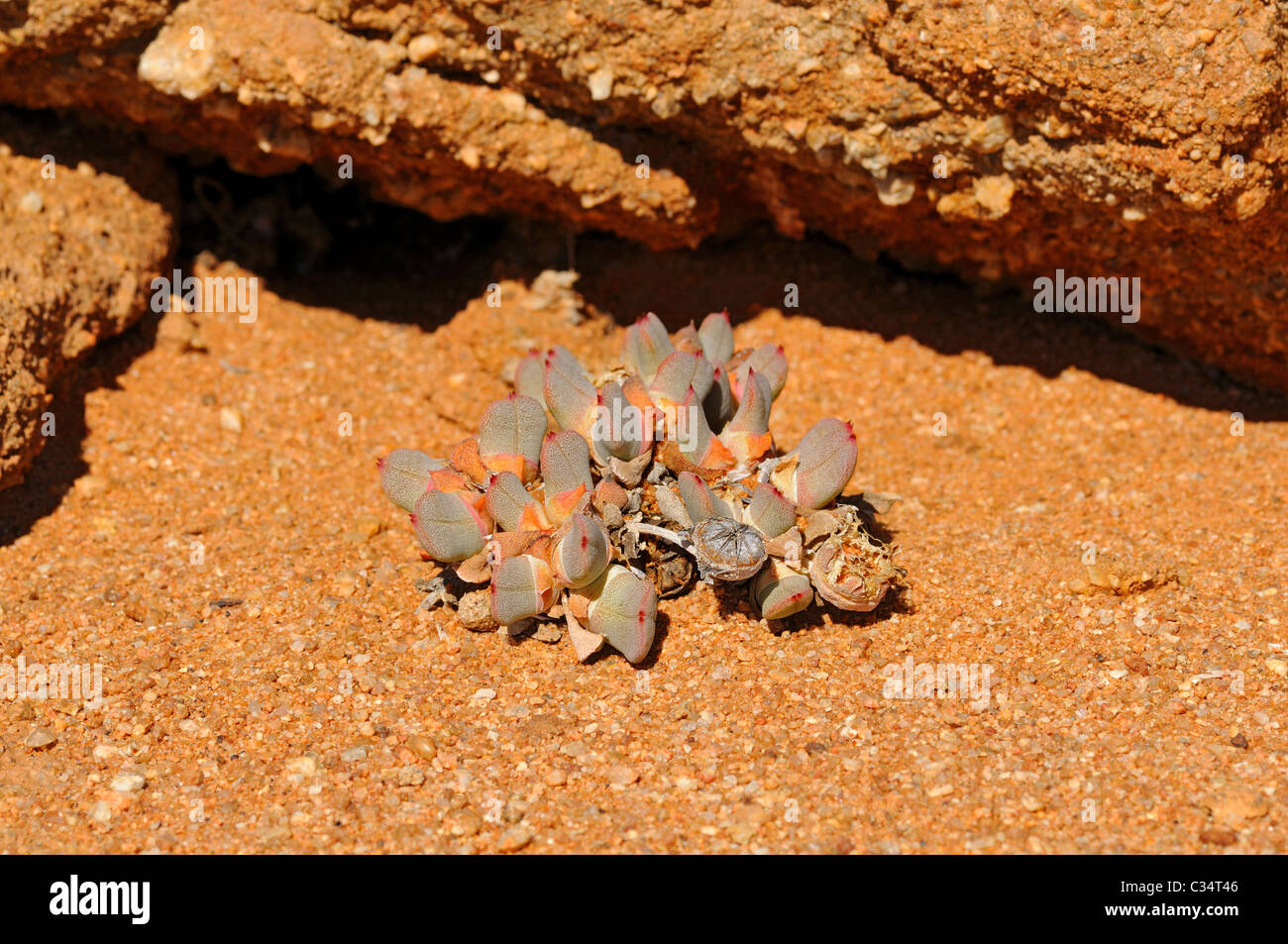 Cheiridopsis sp. in habitat, cushion forming dwarf form, Mesembs, Aizoaceae, Goegap Nature Reserve, Namaqualand, South Africa Stock Photo