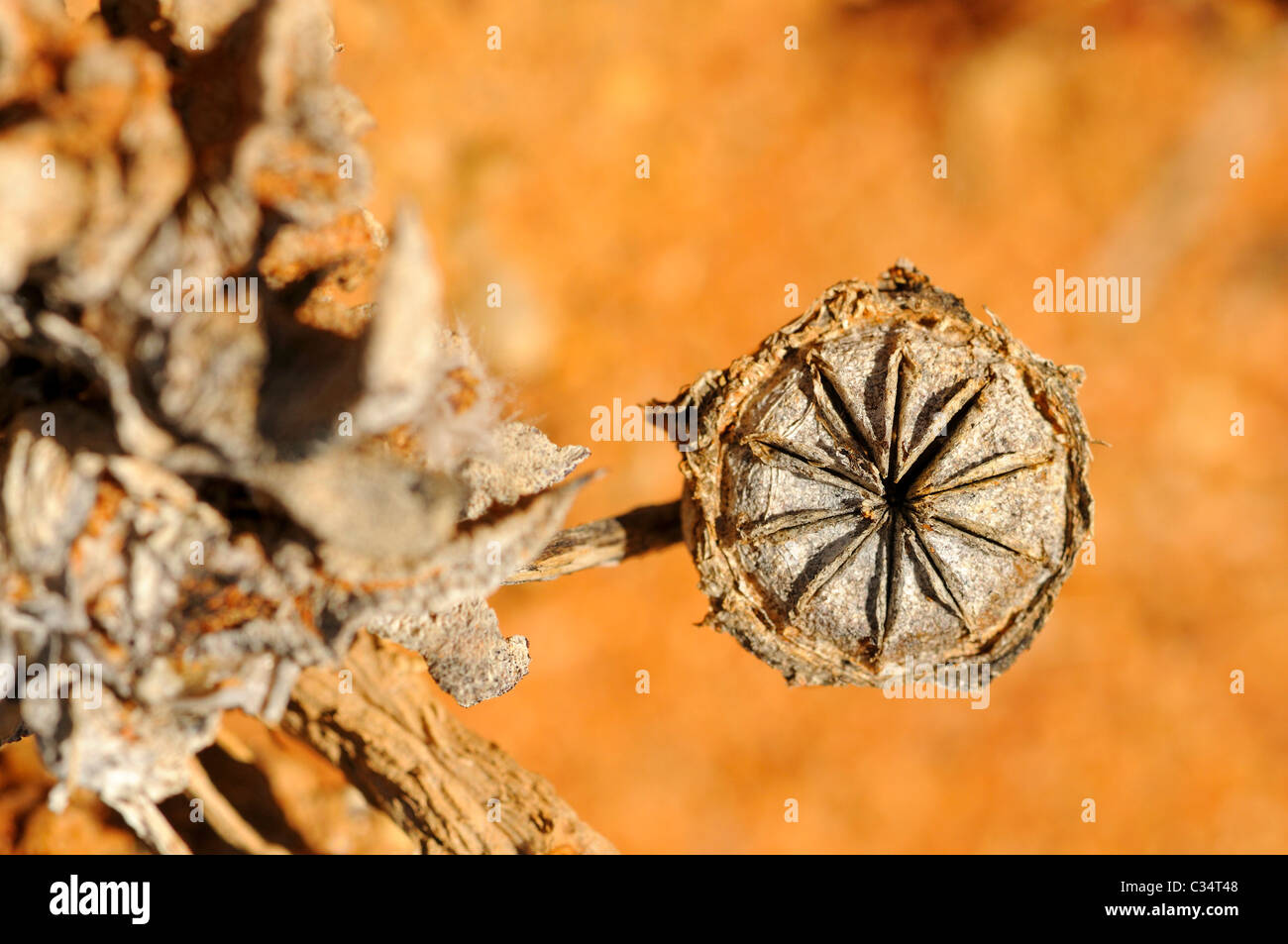 seed capsule of Cheiridopsis sp. , Aizoaceae, Mesembs, Goegap Nature Reserve, Namaqualand, South Africa Stock Photo