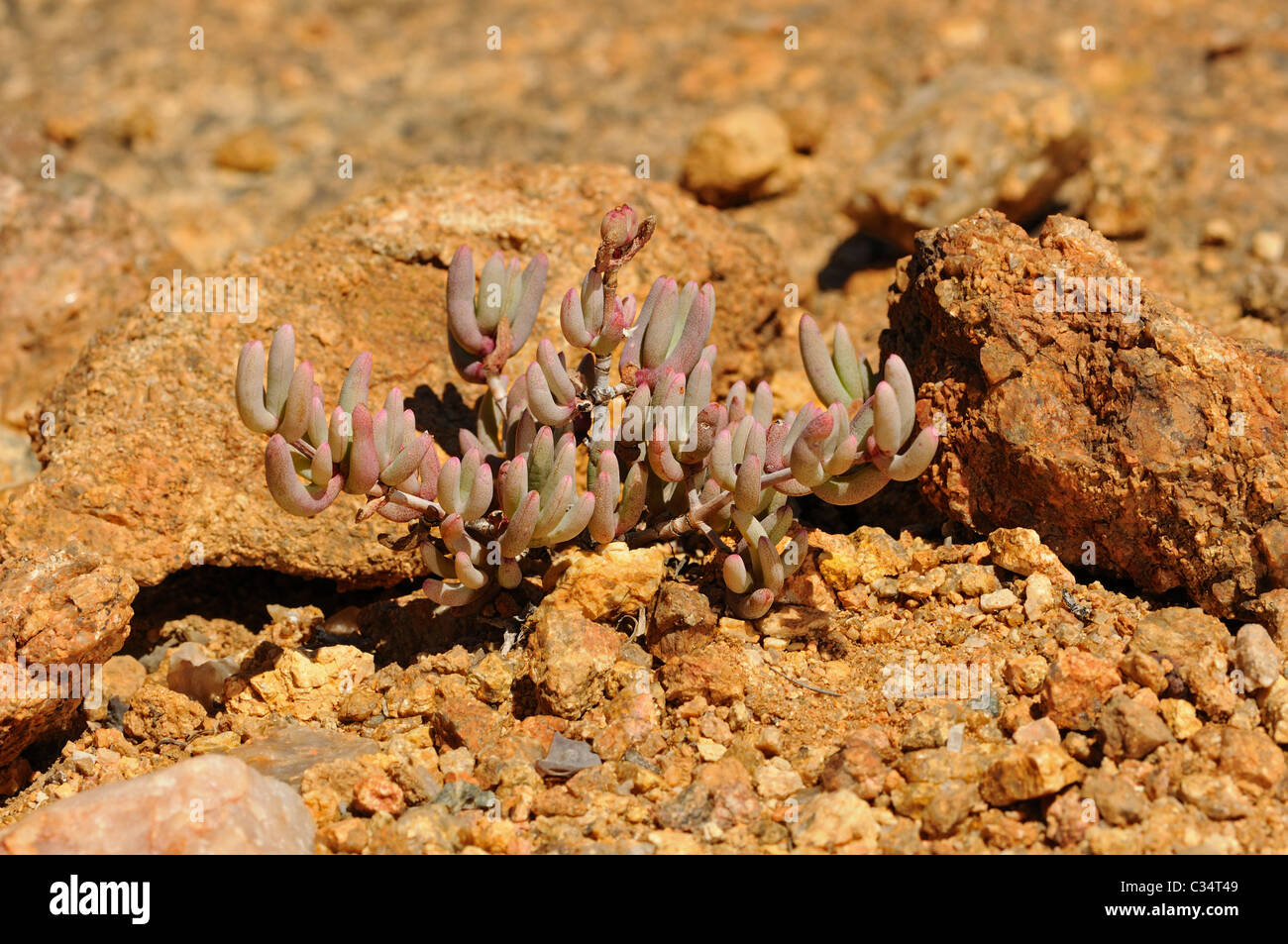 Stoeberia sp. in habitat, Aizoaceae, Mesembs, Goegap Nature Reserve, Namaqualand, South Africa Stock Photo