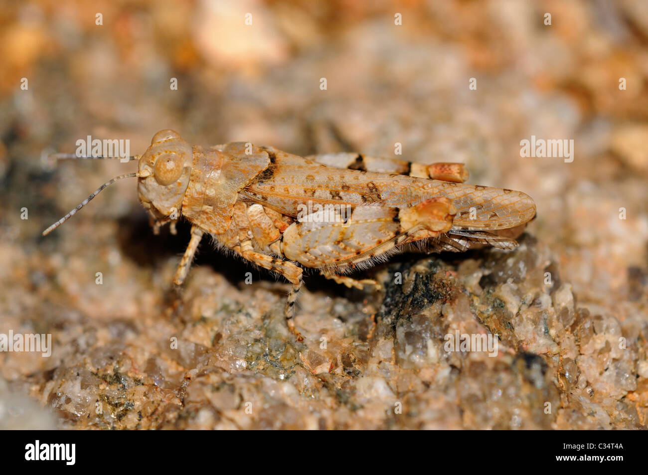 Short-horned grasshopper, Rhachitopsis, mimicking the colors of the ground, Namqualand, South Africa Stock Photo
