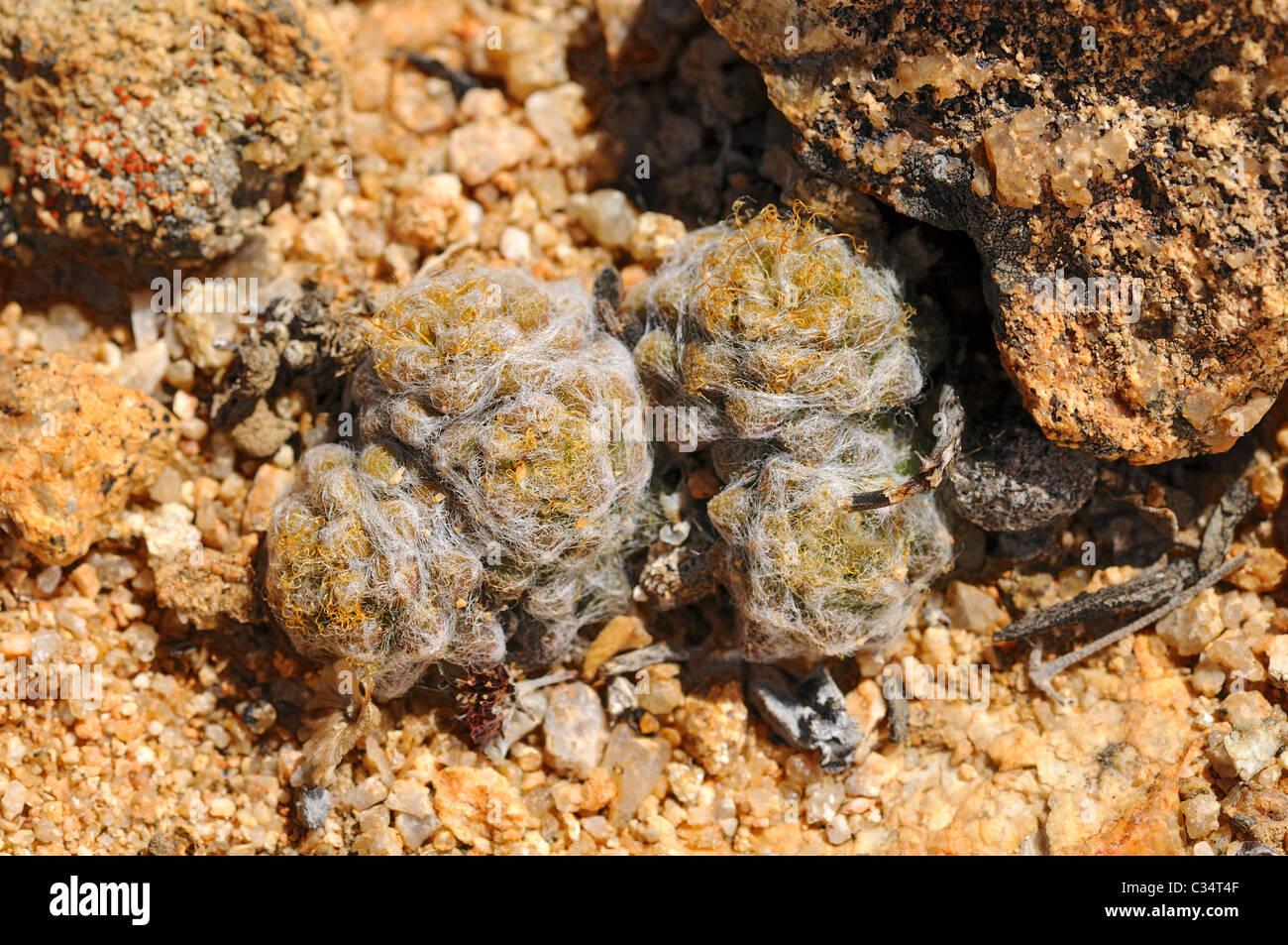 Anacampseros filamentosa, Portulacaceae, Goegap Nature Reserve, Namaqualand, South Africa Stock Photo