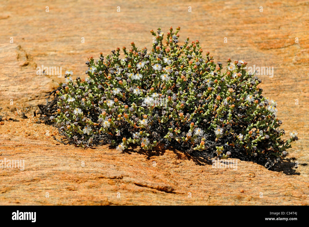 Blooming Polymita albiflor shrubin habitat, Aizoaceae, Mesembs, Goegap Nature Reserve, Namaqualand, South Africa Stock Photo