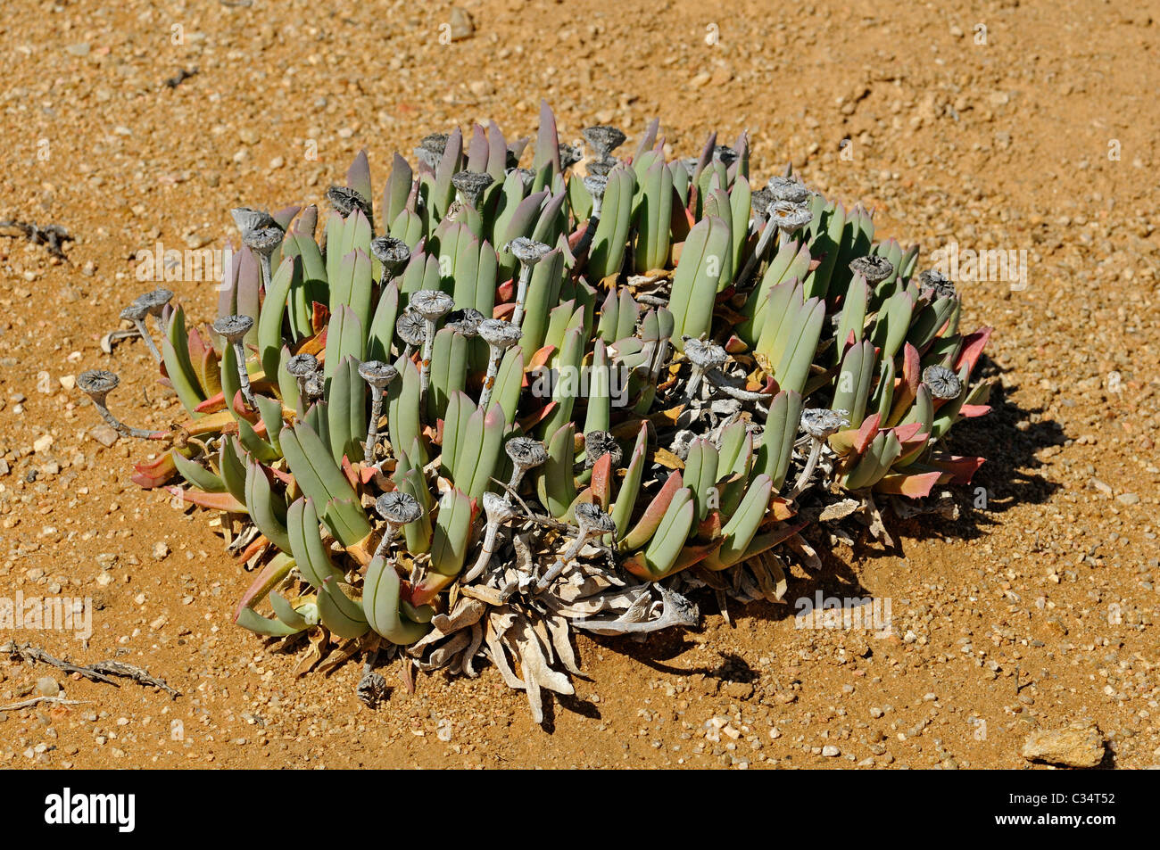 Cheiridopsis sp. in habitat, Aizoaceae, Mesembs, Goegap Nature Reserve, Namaqualand, South Africa Stock Photo