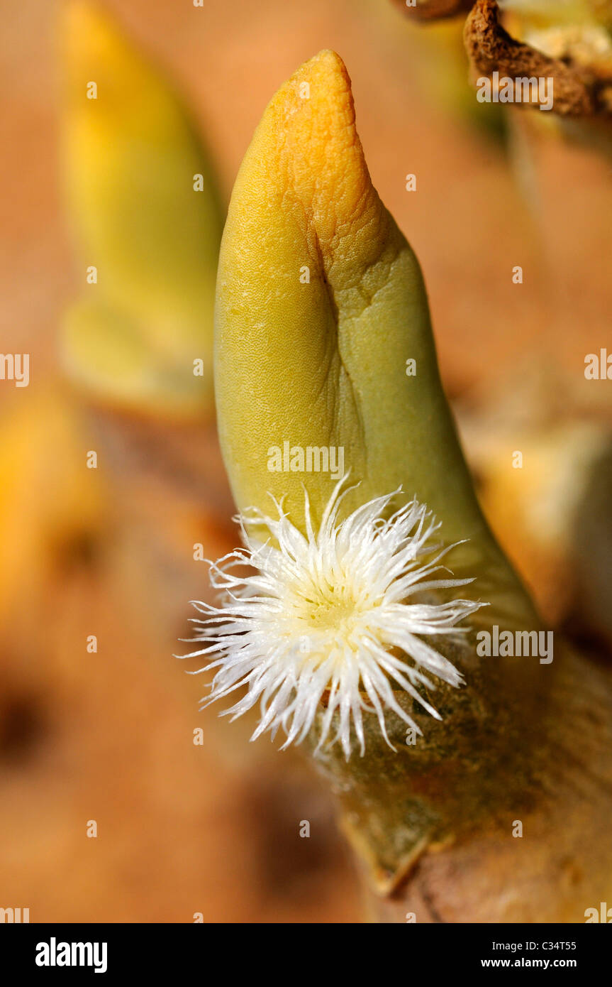 Dactolypsis digitatus, Phyllobolus digitatus, Aizoaceae, Mesembs, Goegap Nature Reserve, Namaqualand, South Africa Stock Photo