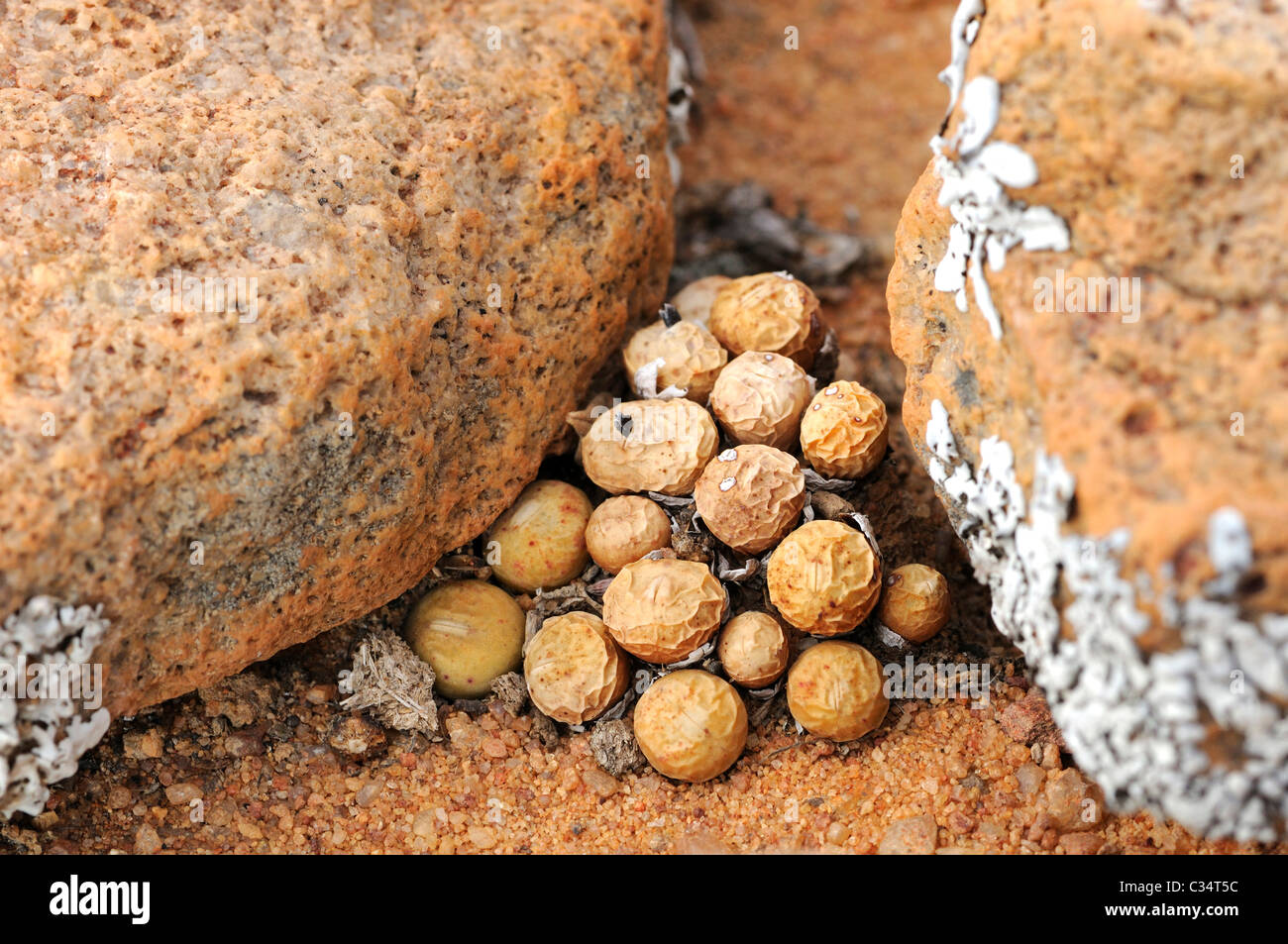Conophytum sp. waiting for the rainfall to come, Aizoaceae, Mesembs, Naries, Namaqualand, South Africa Stock Photo