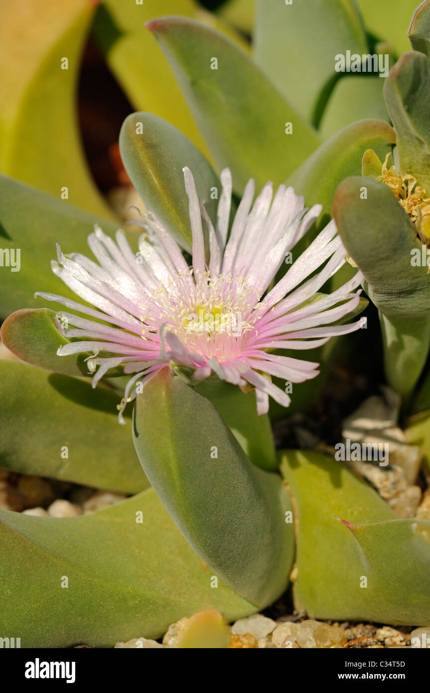 Gibbaeum velutinum, Aizoaceae, Mesembs, Succulent nursery Vanrhynsdorp, Western Cape, Namaqualand, South Africa Stock Photo