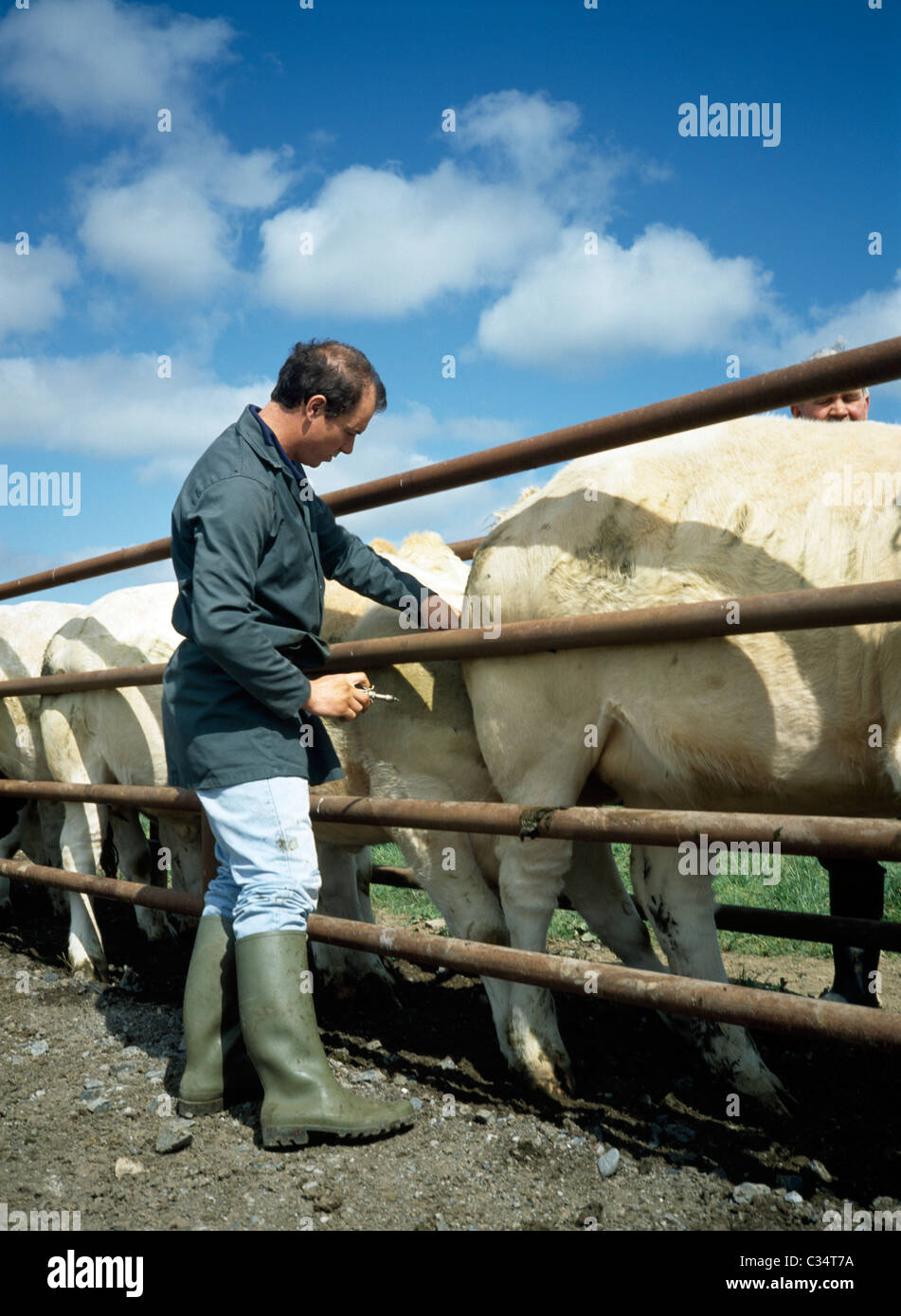 Veterinarian Injecting Cattle, County Meath, Ireland Stock Photo