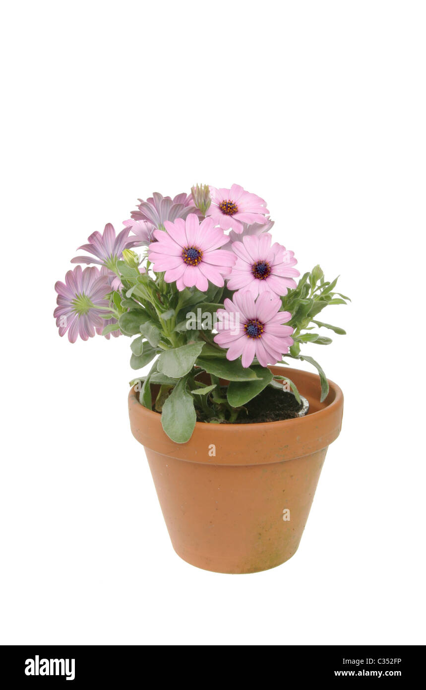 Osteopermum plant and flowers in a teracotta pot Stock Photo