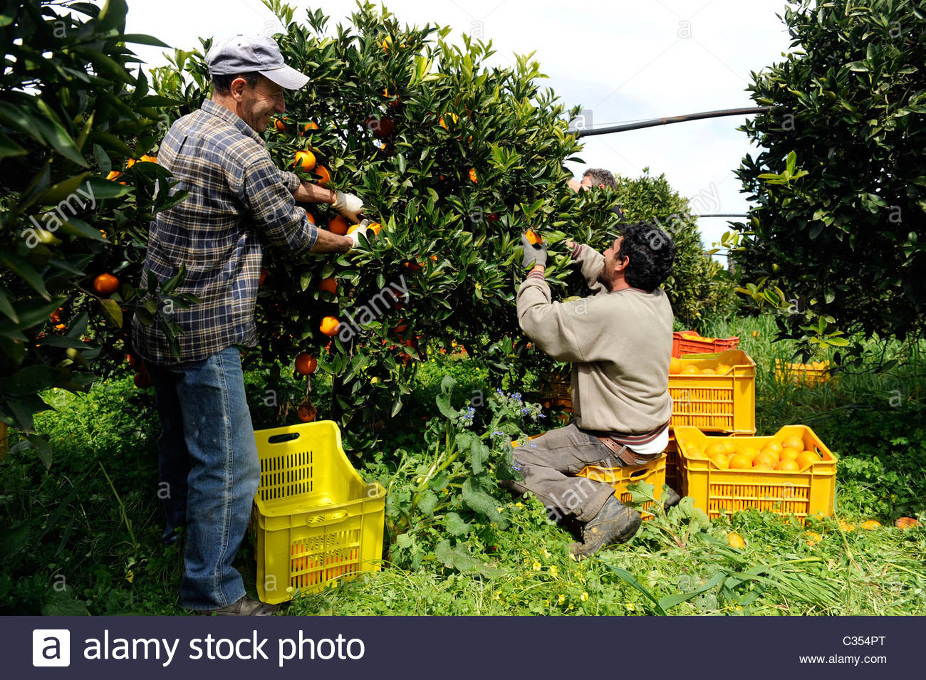 Harvesting Oranges High Resolution Stock Photography and Images Alamy