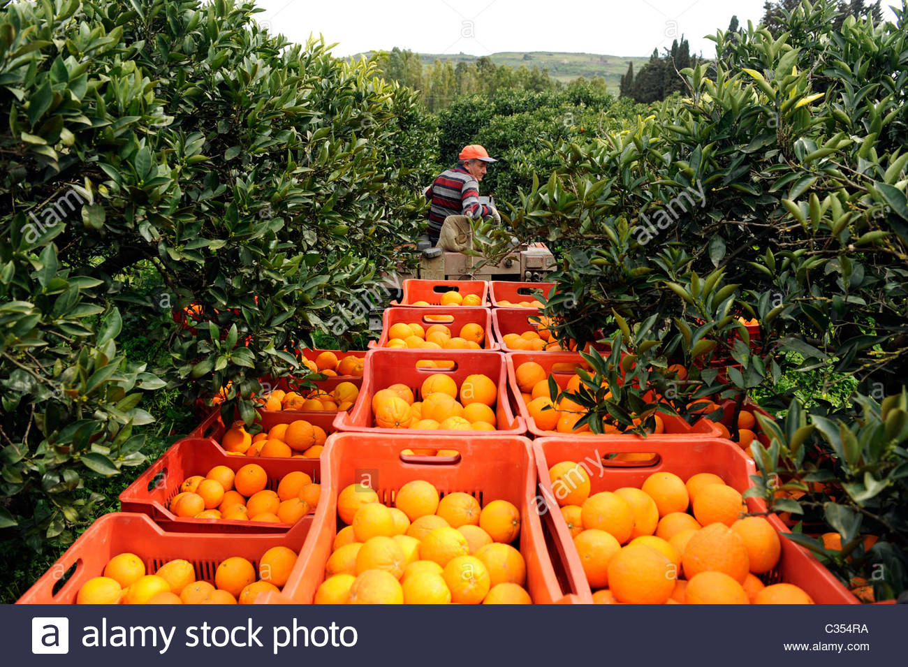 Harvesting Oranges High Resolution Stock Photography and Images Alamy