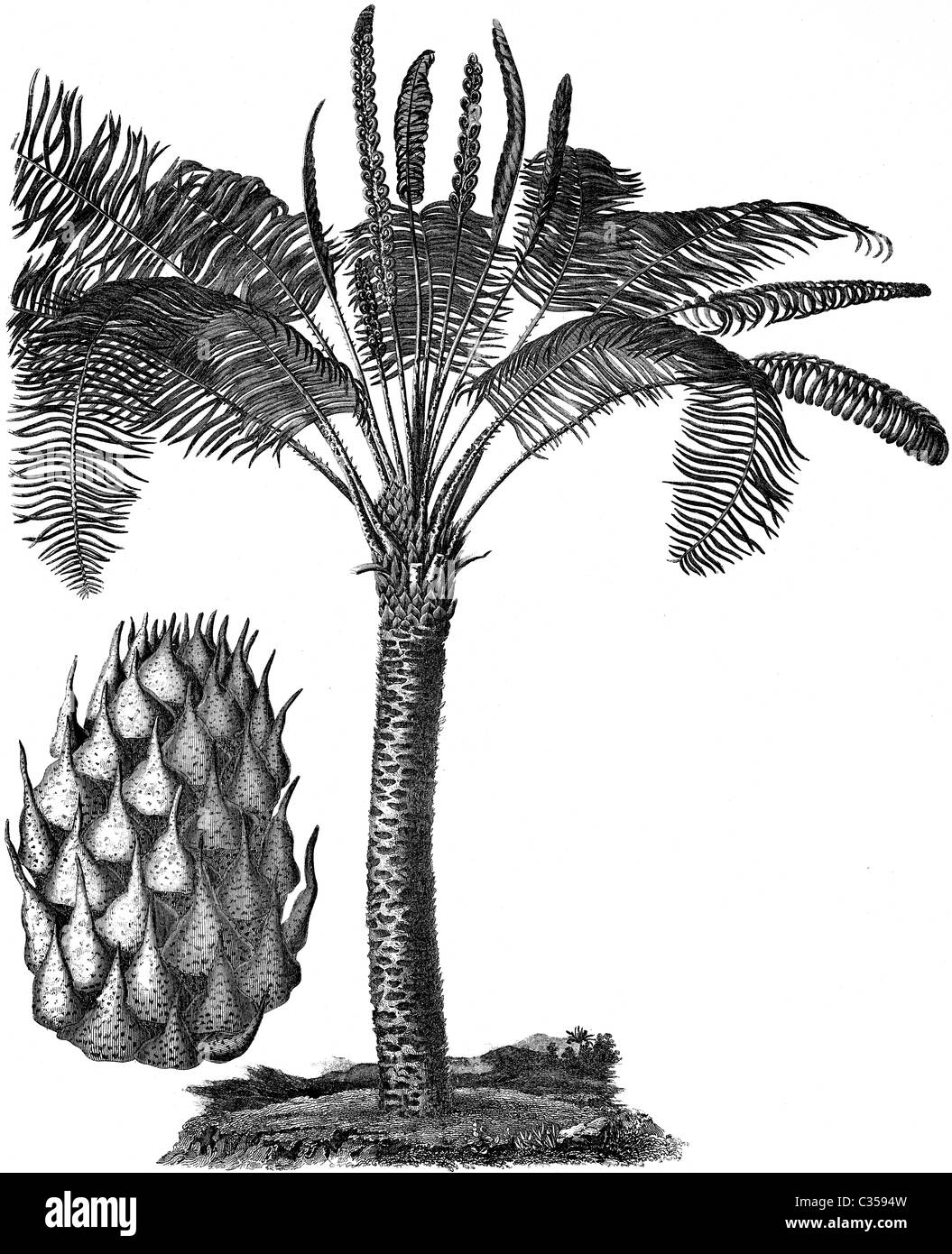 19th Century book illustration, taken from 9th edition (1875) of Encyclopaedia Britannica, of Sago (Cycas Circinalis) Stock Photo