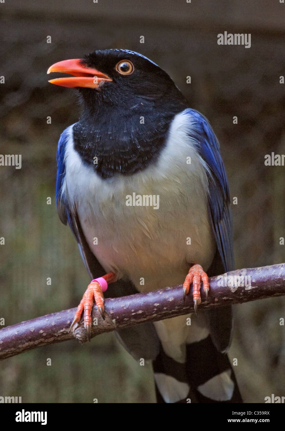Secréte Observation assistent Red billed magpie hi-res stock photography and images - Alamy
