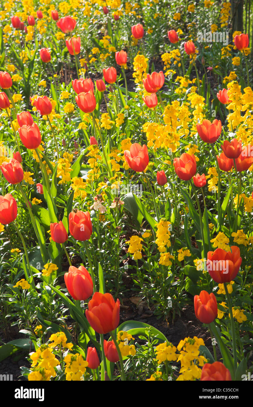 Spring Flowers in a Border Valley Gardens Harrogate North Yorkshire