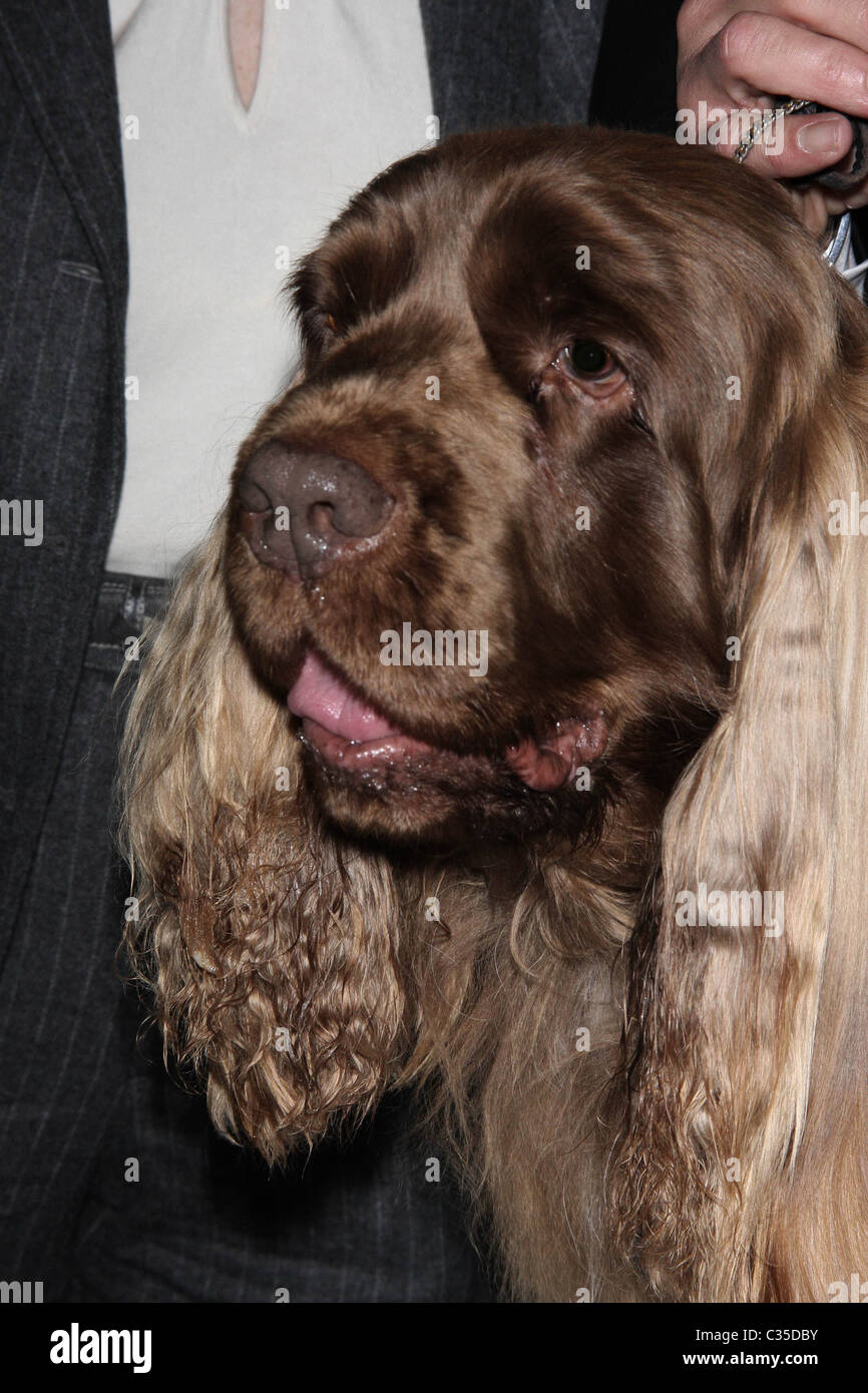 Best in Show Winner, Stump (Sussex Spaniel) is served steak during the Metropolitan Dog Club's 2nd annual Westminster Best in Stock Photo