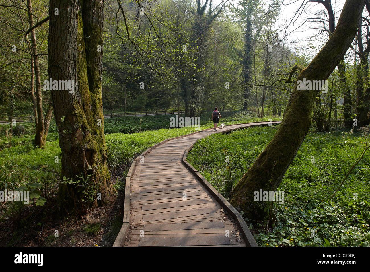 Dog walking in Valley, East Ayton, North Yorkshire, Scarborough
